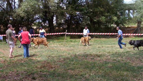 Best Male & Best Female in the Ring - Fresno del Camino, León, 08-08-2004 
 

Keywords: 2004