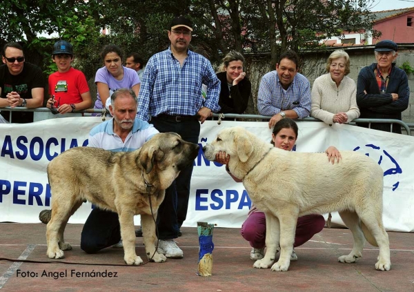 Best Puppy / Mejor Cachorro - Loredo Santander 30.04.2011
Hidalgo de Vega del Riomiera: Best Puppy. VG 1 Puppy Class Males
Julia de Loredo: VG 1, Puppy Class Females
Keywords: 2011