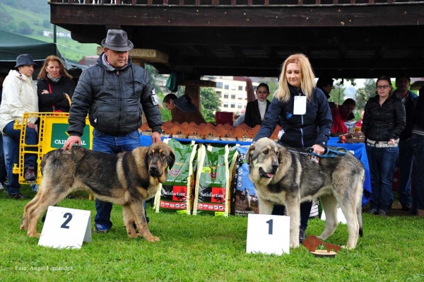 2. Christal de la Portiecha (Cachorros Hembras), 1. Mejor Cachorro Sardón de la Portiecha ( Cachorros Machos) - Ring Mejor Cachorro - Arriondas, Asturias 19.05.2012
Keywords: 2012 portiecha