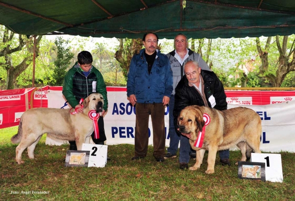 Ring Best Female: 2. Ada de Loredo (Intermediate Class Females), 1. Chiqui (Open Class Females) - Castañada, Cantabria - 28.04.2012 
Keywords: 2012
