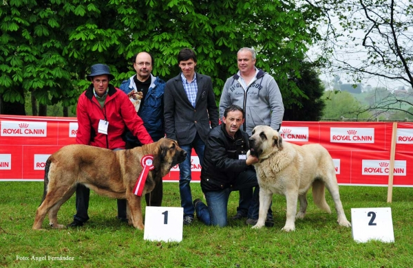 Ring Best Young: 1. Isis, 2. Pegaso de Bao la Madera - Castañada, Cantabria - 28.04.2012 
Keywords: 2012