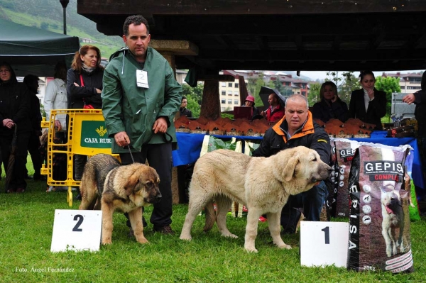 2. Luna II del Valle de Pisueña (Muy Cachorro Hembras), 1. Mejor Muy Cachorro: Falcón de Tierra de Órbigo (Muy Cachorro Machos) - Ring Muy Cahorro - Arriondas, Asturias 19.05.2012
Keywords: 2012