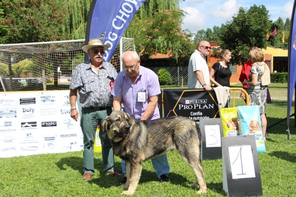 Mejor Cachorro: Oso de Autocan (El ganador de la Clase Cachorros Machos),  Veguellina de Órbigo 28.07.2018 
Keywords: autocan 2018