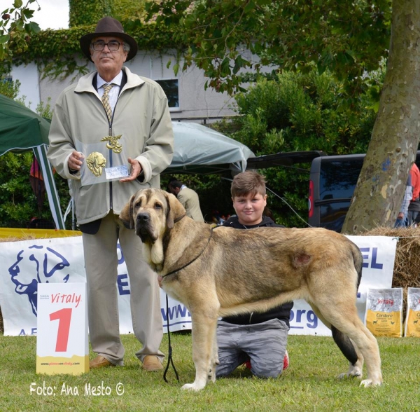 Best puppy: LALO DE LOREDO (7month) - Somo, Cantabria, Spain 2017 (AEPME)
Keywords: 2017 loredo