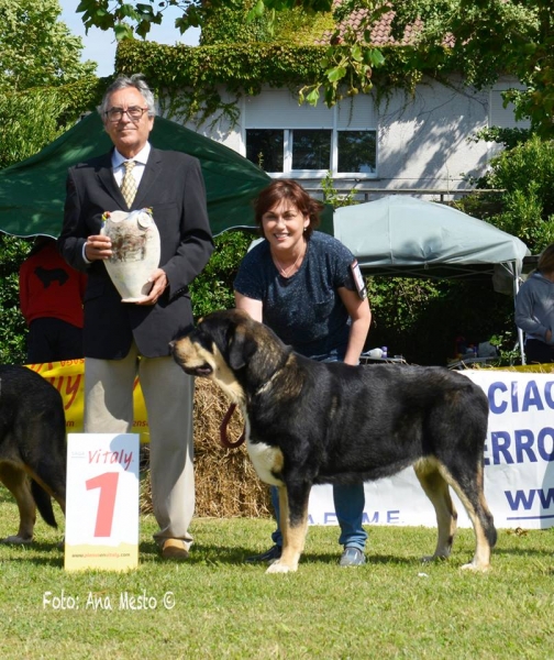 Best young female: HADA DEL VIEJO PÁRAMO (14 month) - Somo, Cantabria, Spain 2017 (AEPME)
Keywords: 2017