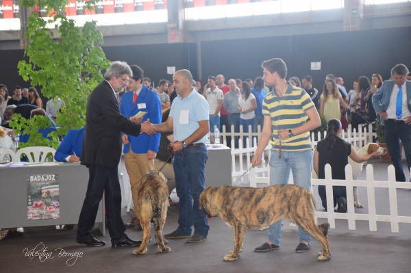 Ícaro de la Calella de Otur - Mejor Muy Cachorro, Badajoz, Spain 10.05.2015
Keywords: 2015