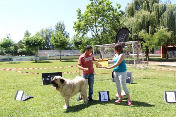 Best in Show: Juncal de la Pirinola - Veguellina de Órbigo, 29.07.2017 
Keywords: 2017