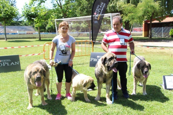 Best Breeding Group: Mastines de La Portiecha - Veguellina de Órbigo, 29.07.2017 
Keywords: 2017