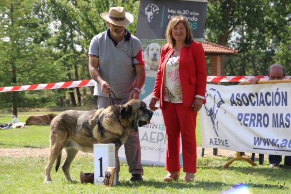 Mejor veteran: Bruta de Auto Can (almost 11 years old) - XXXVIII Monográfica Nacional AEPME - Gordoncillo, Leon 08.09.2018
Keywords: 2018 autocan