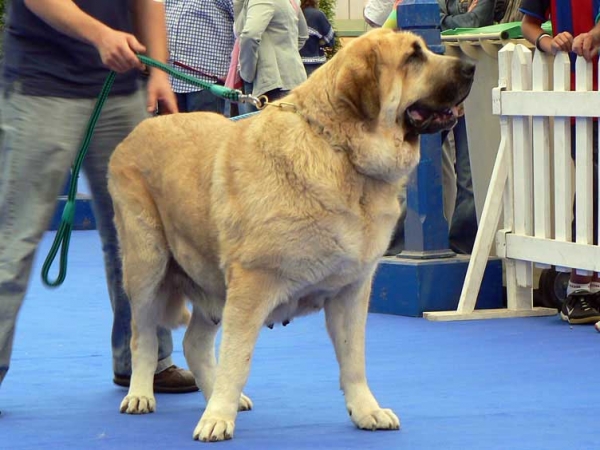 Mola de la Valleja - Exc. 2, RCAC, RCACIB - International Show, Asturias, Spain, 31.07.2005
(Hércules de las Cañadas x Pas de la Valleja) 
Breeder & owner: Julio César González 
 

Keywords: 2005 riberadelpas