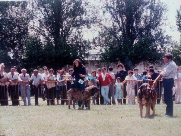 Monográfica León 1986
Non del Pinotar
Compromiso II (Compromiso X Turbia) criador y propietario Emilio Álvarez


Nøkkelord: 1986