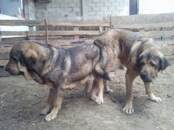 Cantero de la Majada los Robles & Boria - parents of 'Anaise puppies born 20.12.2011
Keywords: anaise majada