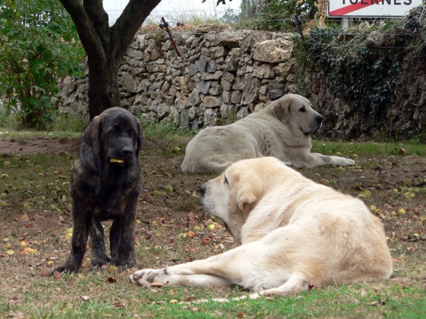 Morena de Ablanera
Nøkkelord: angel puppyspain puppy cachorro