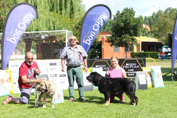 1. Otelo de Laciana, 2. Dino - Clase Muy Cachorros Machos, Veguellina de Órbigo 28.07.2018
Keywords: 2018