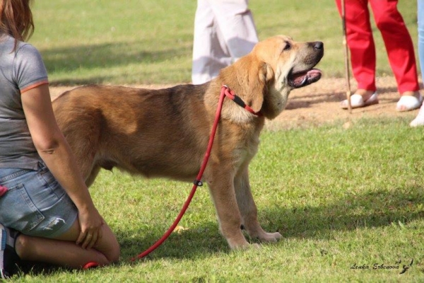 Muy cachorro macho: Floky de Amdece de Nava - XXXVIII Monográfica Nacional AEPME - Gordoncillo, Leon 08.09.2018
Keywords: 2018