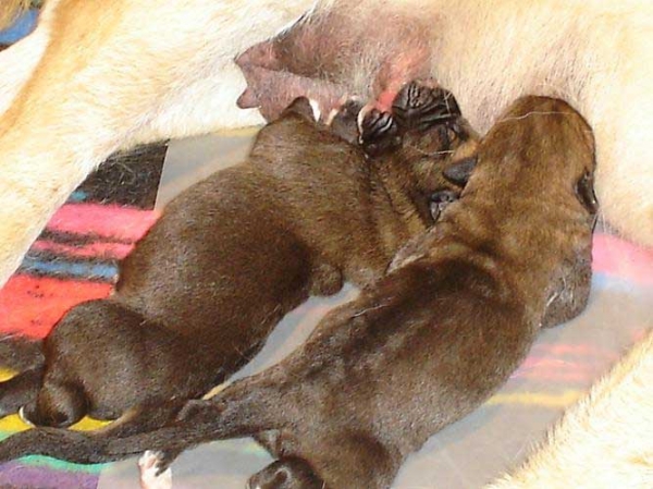 Puppies born 31.05.2007
Ich. Baskervil Mastibe x Donelly Tornado Erben
31.05.2007 

Keywords: tornado