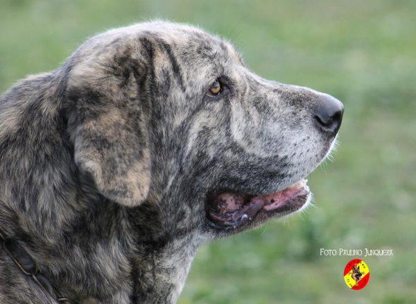 Nala de Ledoira: Open Class Females - Mansilla de la Mulas, Spain 09.11.2014
Keywords: 2014 Ledoira head portrait cabeza