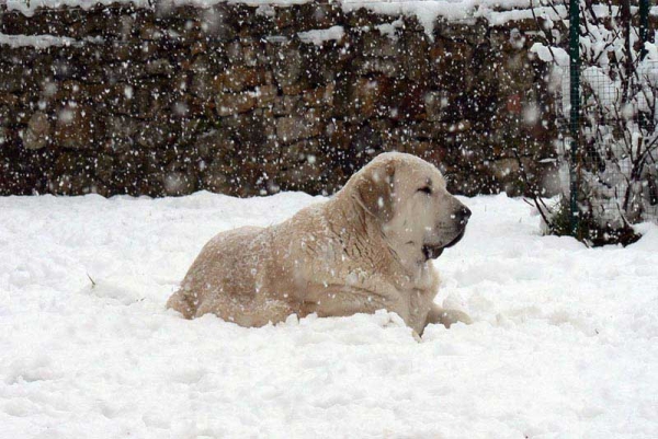 Nena de Ablanera
(Nelsón de Ablanera x Ch. Perla de Ablanera) 
Keywords: angel snow nieve