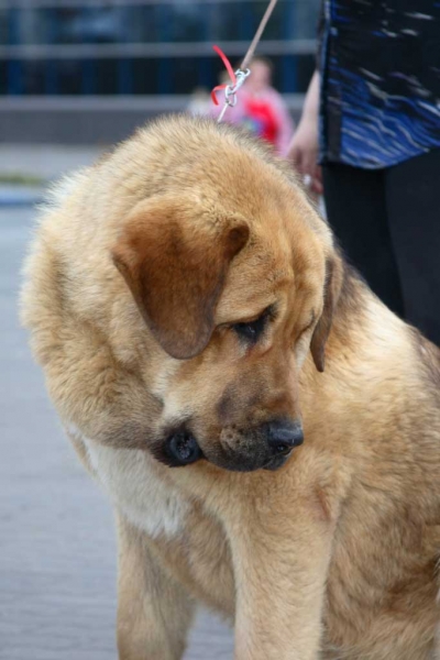 Neron de Filandon, EXC 1, CAJC, best junior, BOB at the age of 9 months! -  INTERNATIONAL SHOW “GRAN-PRI SPRING PETERSBURG” 2007 - 21.04.2007
Keywords: 2007 cortedemadrid head portrait cabeza