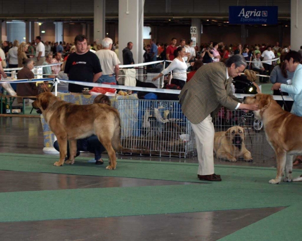 Neron de Filandón: Exc. 1 - Intermediate Class Males & Jorgito Tornado Erben: Exc. 1, Res.CACIB, Swedish CH - Open Class Males, World Dog Show, Stockholm, Sweden 03.07.08
Neron: (Dumbo de Reciecho x Troya de Buxionte) - Born: 16.07.2006
Jorgito: (Druso de la Aljabara x Cassandra Tornado Erben) - Born: 26.06.2006

Photo: Renate Kaupmees  - © Copyright. 
