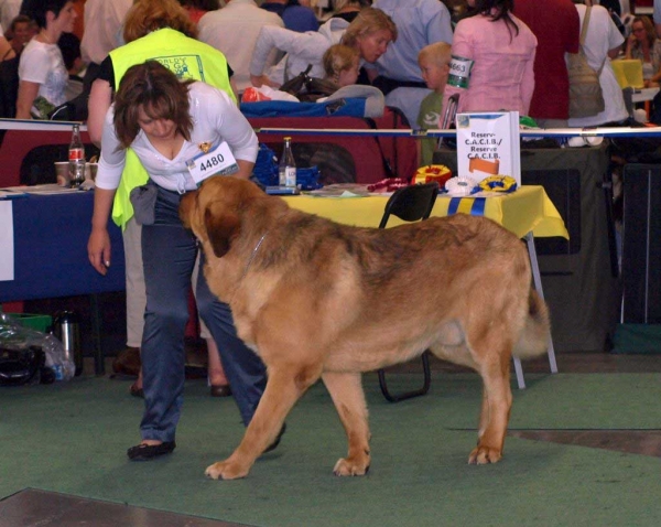 Neron de Filandón: Exc. 1 - Intermediate Class Males, World Dog Show, Stockholm, Sweden 03.07.08
(Dumbo de Reciecho x Troya de Buxionte)
Born: 16.07.2006
Photo: Renate Kaupmees  - © Copyright. 
Keywords: cortedemadrid