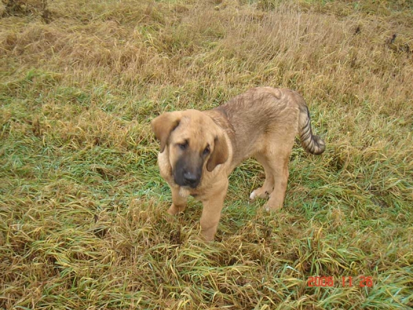 Neron de Filandon - 4 months old
(Dumbo de Reciecho x Troya de Buxionte)
Born: 16.07.2006 
Keywords: cortedemadrid