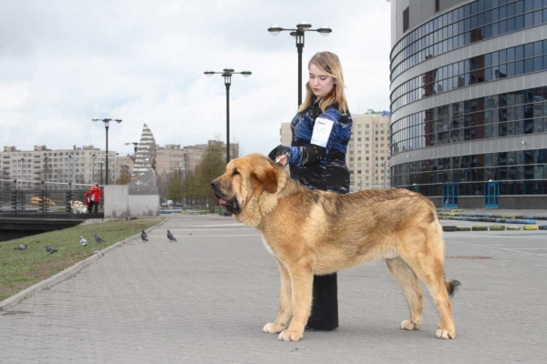 Neron de Filandon, EXC 1, CAJC, best junior, BOB at the age of 9 months! -  INTERNATIONAL SHOW “GRAN-PRI SPRING PETERSBURG” 2007 - 21.04.2007
Keywords: 2007 cortedemadrid