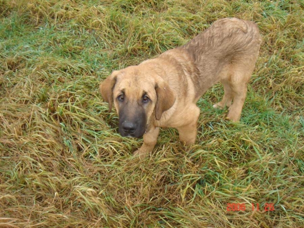 Neron de Filandon - 4 months old
(Dumbo de Reciecho x Troya de Buxionte)
Born: 16.07.2006 
Keywords: puppyspain cortedemadrid