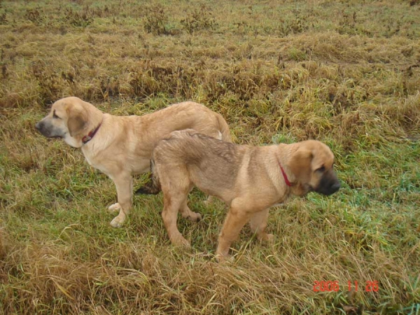 Neron de Filandon & Komtesa Sofie Tornado Erben
Neron: (Dumbo de Reciecho x Troya de Buxionte) - Born: 16.07.2006
Sofie: (Ch. Basil Mastifland x Ch. Deborah Tornado Erben) - Born: 26.06.2006

Keywords: puppy cachorro