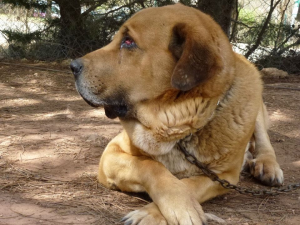 Neron 2012 - se crio con dos lobos a biberon en el año 2003
Keywords: 2012 head portrait cabeza