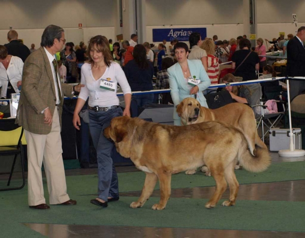 Neron de Filandón: Exc. 1 - Intermediate Class Males & Jorgito Tornado Erben: Exc. 1, Res.CACIB, Swedish CH - Open Class Males, World Dog Show, Stockholm, Sweden 03.07.08
Neron: (Dumbo de Reciecho x Troya de Buxionte) - Born: 16.07.2006
Jorgito: (Druso de la Aljabara x Cassandra Tornado Erben) - Born: 26.06.2006

Photo: Renate Kaupmees  - © Copyright. 
