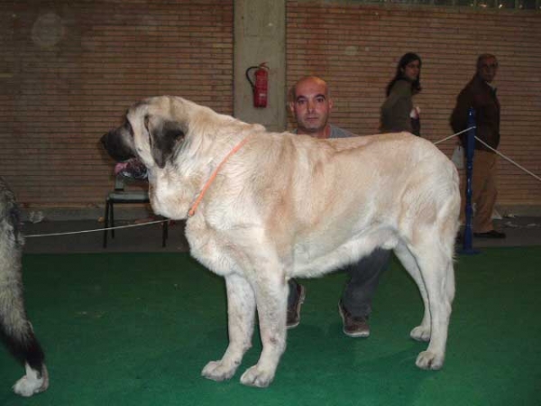 Nevado de Cuatro Elementos: EXC. 2 - Open Class Males - National show, Cádiz 20.11.2004
(Ch. Tango de la Corredera x Maria de Autocan) 
Breeder & onwer: Juan Carlos López  

Keywords: 2004 cuatroelementos