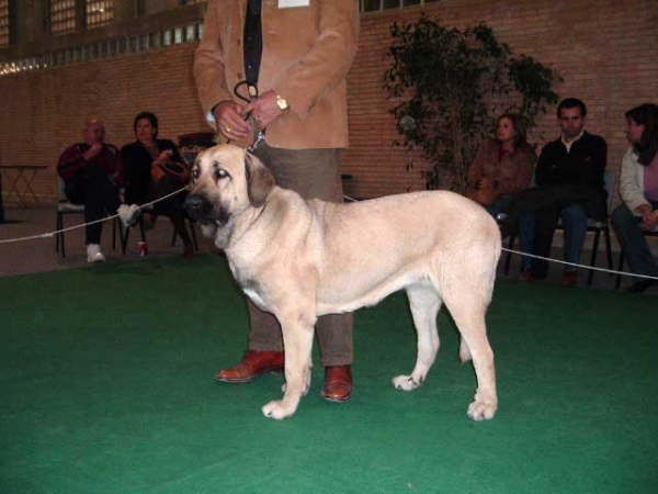 Niebla de Galisancho: EXC. 3 - Intermediate Class Females - National show, Cádiz 20.11.2004
(Juglar de Galisancho x Jarcha de Campollano) 
Breeder: Pedro Garcia
Owner: Rosalía Lopez. 
 

Keywords: 2004