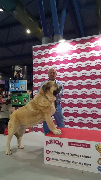 Niebla de Brumawa, campeona Internacional pendiente de homologación
