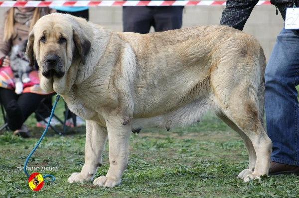 Tundra: Open Class Females - Mansilla de la Mulas, Spain 09.11.2014
Keywords: 2014