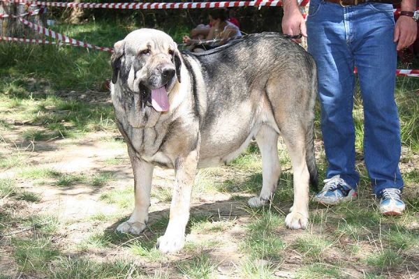 Oda de Valdejera - Open Class Females - EXC 1, Best Female, BIS - Puebla de Sanabria, Zamora, 23.07.2006
(Ch. Cañon de Fuente Mimbre x Selva)

Photo: Juan Garrido -  © Copyright

 
Keywords: 2006