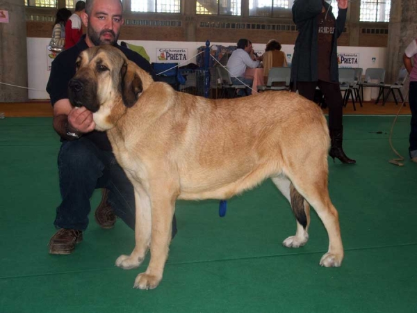 Oliva Dancá Cotufa, EXC. 1ª, Best Young - Young Class Females, Jerez de la Frontera, Cádiz 19-20.11.2006
(Monte del Coto de Vera X Bellota Dancá Cotufa) 
Owner: Manuel Romero & Ana González 

Keywords: 2006 cotufa