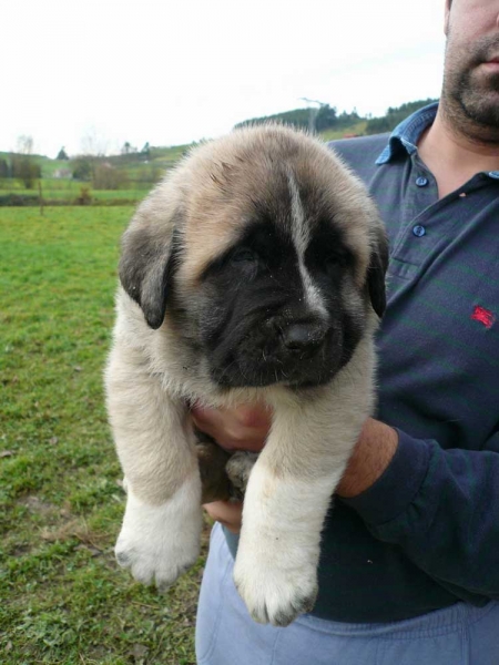 Puppy from CH Seo de Torreanaz and Nela de Torreanaz
Keywords: torreanaz