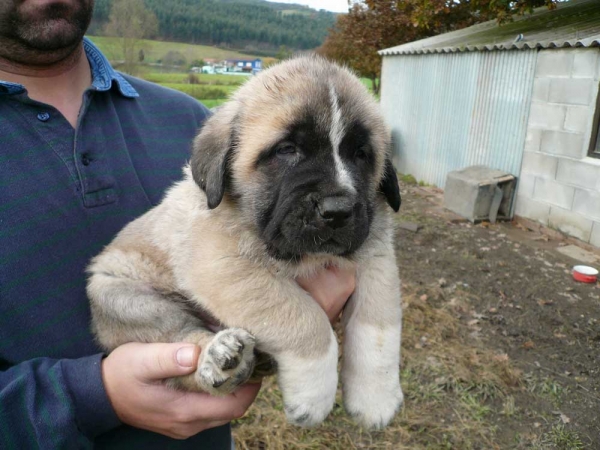 Puppy from CH Seo de Torreanaz and Nela de Torreanaz
Keywords: torreanaz