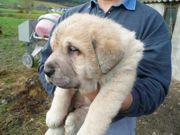 Puppy from CH Seo de Torreanaz and Nela de Torreanaz
Keywords: torreanaz