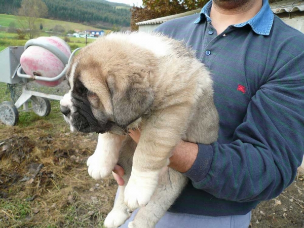 Puppy from CH Seo de Torreanaz and Nela de Torreanaz
الكلمات الإستدلالية(لتسهيل البحث): torreanaz