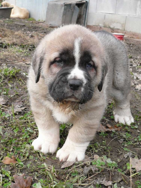 Puppy from CH Seo de Torreanaz and Nela de Torreanaz
Keywords: torreanaz