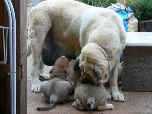 Aitana del Agostadero con sus cachorros nacidos 05.04.2008


Keywords: payuelos