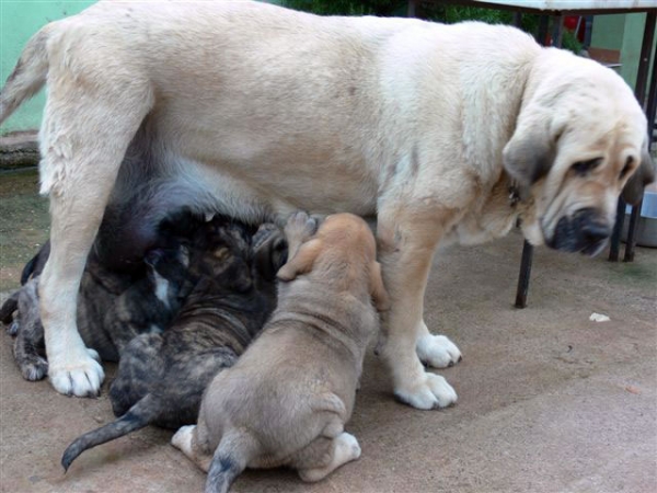 Aitana del Agostadero con sus cachorros nacidos 05.04.2008
Keywords: payuelos