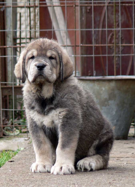 Puppy from Macareno
(TEJO DE FUENTE MIMBRE X VAL DE TORREANZ) 
Born: 01.10.2006 
Keywords: puppyspain puppy cachorro