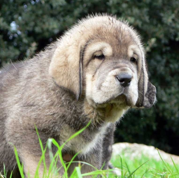 Puppy from Macareno
(TEJO DE FUENTE MIMBRE X VAL DE TORREANZ)
Born: 01.10.2006  
Keywords: puppyspain puppy cachorro