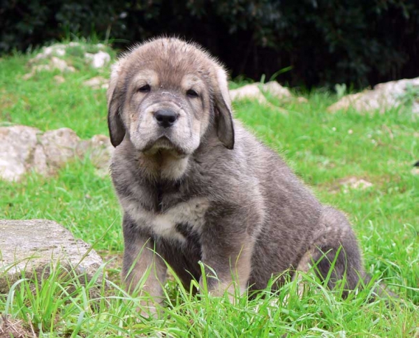 Puppy from Macareno
(TEJO DE FUENTE MIMBRE X TRINI DE VALDEJERA) 
Keywords: puppyspain puppy cachorro