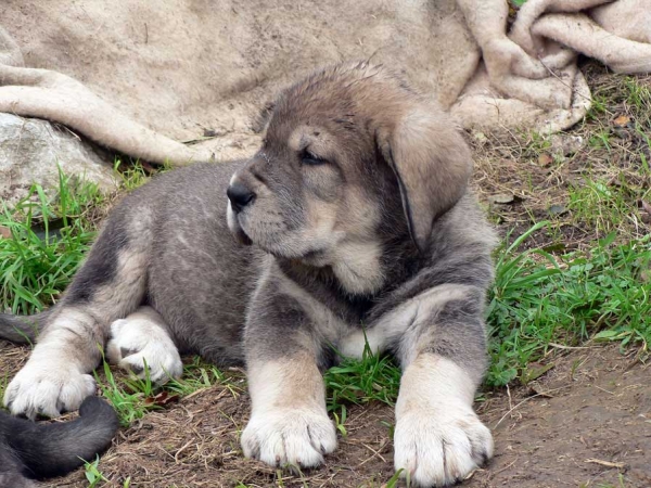 Puppy from Macareno
(TEJO DE FUENTE MIMBRE X TRINI DE VALDEJERA) 
Keywords: puppyspain puppy cachorro