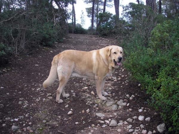 Atila del Espinillo
(Abel del Espinillo x Tristana II del Espinillo) 
