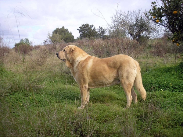 Atila del Espinillo
(Abel del Espinillo x Tristana II del Espinillo) 
